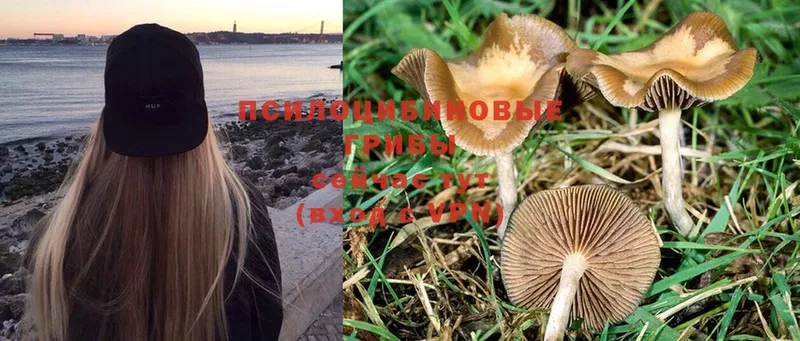 Псилоцибиновые грибы Psilocybe  мега   Дрезна 